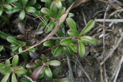 Arctostaphylos uva-ursi (Bearberry), leaf, upper surface