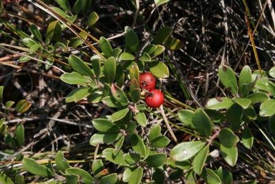 Arctostaphylos uva-ursi (Bearberry), leaf, summer, fruit, mature