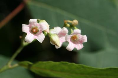 Apocynum androsaemifolium (Spreading Dogbane), flower, throat