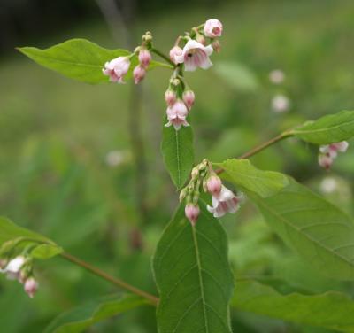 Apocynum androsaemifolium (Spreading Dogbane), inflorescence, flower, full