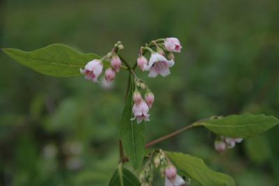 Apocynum androsaemifolium (Spreading Dogbane), flower, full