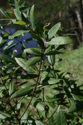 Apocynum androsaemifolium (Spreading Dogbane), habit, summer