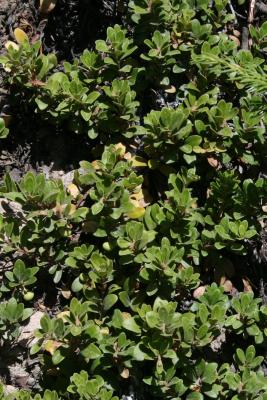 Arctostaphylos uva-ursi (Bearberry), habit, summer