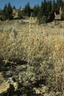 Artemisia frigida (Prairie Sagebrush), habitat, habit, fall, infructescence
