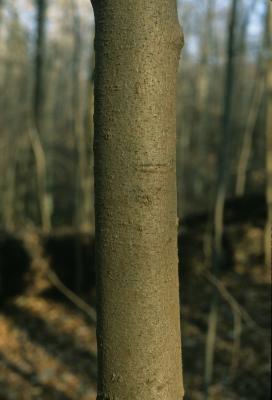 Asimina triloba (Pawpaw), bark, trunk
