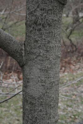 Asimina triloba (Pawpaw), bark, trunk