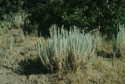 Artemisia cana (Silver Sagebrush), habitat