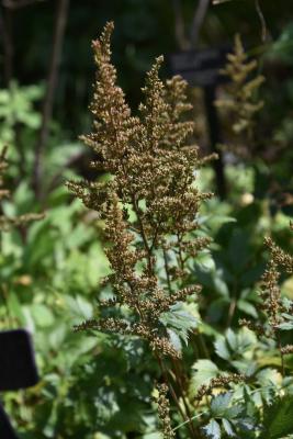 Astilbe 'Maggie Daley' (Maggie Daley Astilbe), infructescence