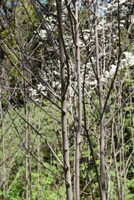 Asimina triloba (Pawpaw), bark, branch