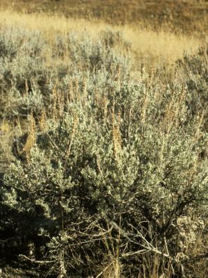 Artemisia tridentata (Common Sagebrush), habit, fall