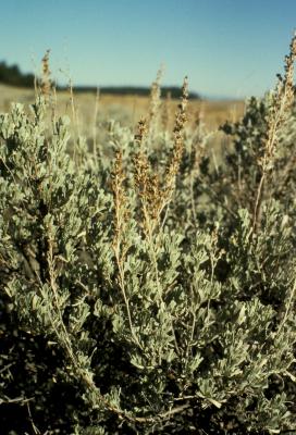 Artemisia tridentata (Common Sagebrush), habit, fall, infructescence