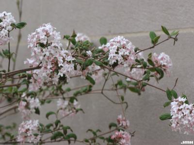 Viburnum ‘Cayuga’ (cayuga viburnum), inflorescence