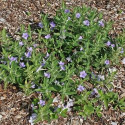 Ruellia humilis (wild petunia) mulched plants, lavender flowers, leaves, habit
