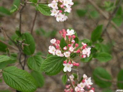 Viburnum ‘Mohawk’ (mohawk viburnum) inflorescence, leaves