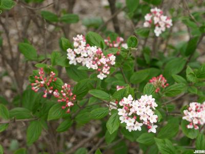 Viburnum ‘Mohawk’ (mohawk viburnum),  flower buds, flowers