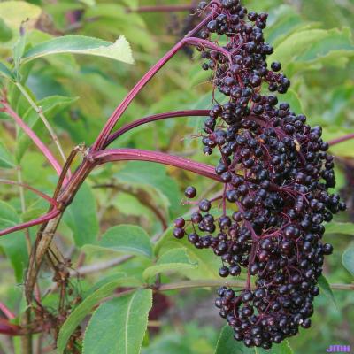 Sambucus canadensis (common elderberry), fruit cluster, drupes, stems