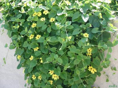 Thunbergia alata 'Sunny Lemon Star' (black-eyed Susan vine), habit, flowers, leaves