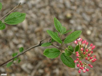 Viburnum ‘Mohawk’ (mohawk viburnum), flower buds, leaves