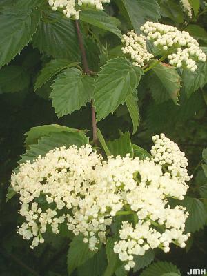 Viburnum dentatum (southern arrowwood),  inflorescence, stamens, flowers buds, dentate leaves