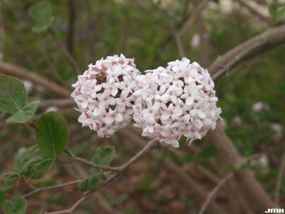 Viburnum carlesii (Korean spice viburnum), inflorescence