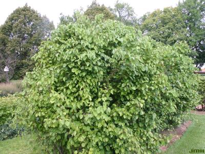 Viburnum dentatum (southern arrowwood), hedge, upright form, leaves