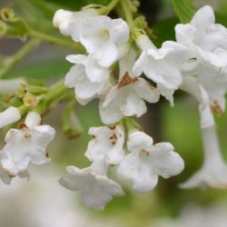 Viburnum farreri ‘Album’ (white fragrant viburnum), flowers