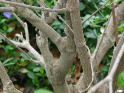 Viburnum ‘Mohawk’ (mohawk viburnum), bark, ground cover in background
