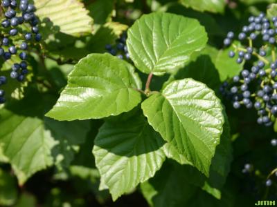 Viburnum dentatum (southern arrowwood), leaves, clusters of fruits 