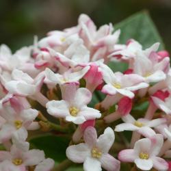 Viburnum ‘Mohawk’ (mohawk viburnum), inflorescence, flowers with visible stamens
