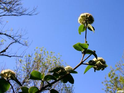 Viburnum lantana (wayfaring tree), cymes, photo taken from underneath inflorescence, leaves