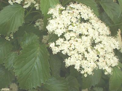 Viburnum dentatum (southern arrowwood),  inflorescence, stamens, dentate leaves 