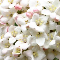 Viburnum farreri Stearn (fragrant viburnum), inflorescence, flowers, buds