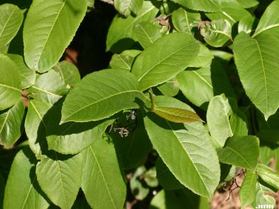Viburnum cassinoides (witherod), leaves