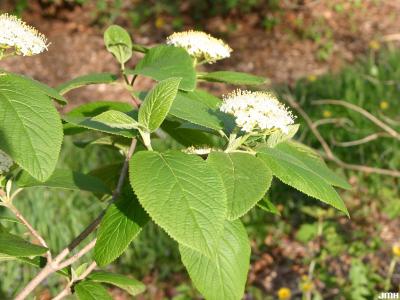 Viburnum lantana ‘Macrophyllum’ (big-leaved wayfaring tree), dentate, simple leaves; flowers in background
