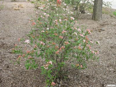 Viburnum ‘Mohawk’ (mohawk viburnum), branching habit, buds, inflorescence