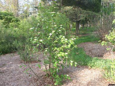 Viburnum lantana ‘Macrophyllum’ (big-leaved wayfaring tree), form, branches, inflorescence, leaves