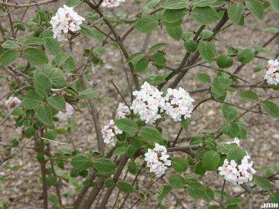 Viburnum bitchiuense (yeddo viburnum), branches, bark, leaves, inflorescence
