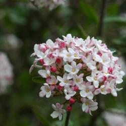 Viburnum ‘Mohawk’ (mohawk viburnum), inflorescence, buds, flowers