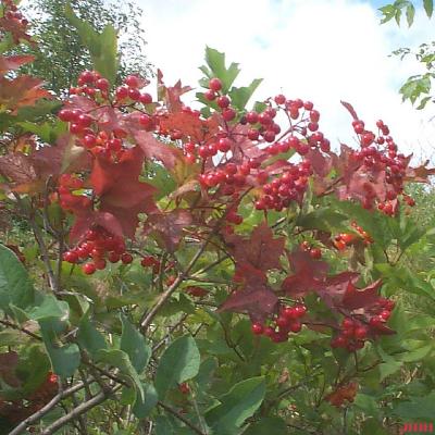 Viburnum edule (mooseberry viburnum),  fruits, drupes, leaves, twigs