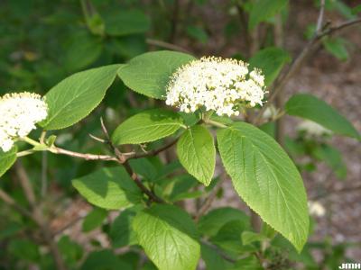 Viburnum lantana ‘Macrophyllum’ (big-leaved wayfaring tree), inflorescence, leaves