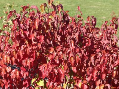 Viburnum dentatum ‘Cardinal’ (cardinal southern arrowwood), upright shrub form 