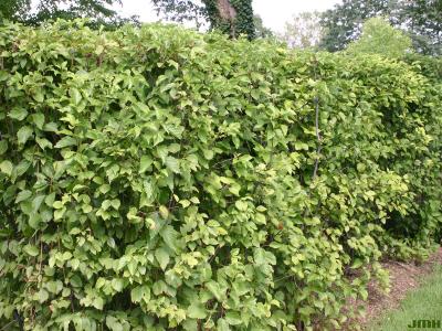 Viburnum dentatum (southern arrowwood), hedge, shrub form, leaves