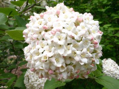 Viburnum farreri Stearn (fragrant viburnum), inflorescence with buds