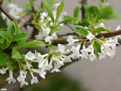 Viburnum farreri ‘Album’ (white fragrant viburnum),  flowers, leaves