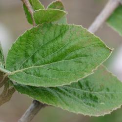 Viburnum carlesii (Korean spice viburnum), leaf with leaves and twigs in background