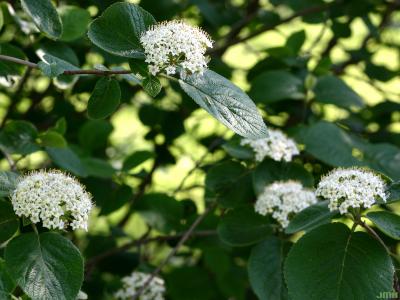 Viburnum lantana (wayfaring tree), inflorescence (cymes), leaves 
