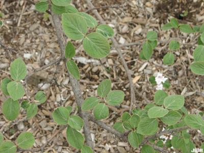 Viburnum bitchiuense (yeddo viburnum), bark, leaves