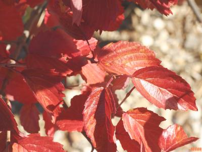 Viburnum dentatum ‘Cardinal’ (cardinal southern arrowwood), leaves 