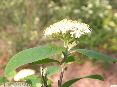 Viburnum lantana ‘Macrophyllum’ (big-leaved wayfaring tree), inflorescence, cyme, stamens, leaves