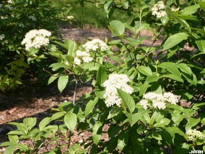 Viburnum cassinoides (witherod), inflorescence (cymes), leaves